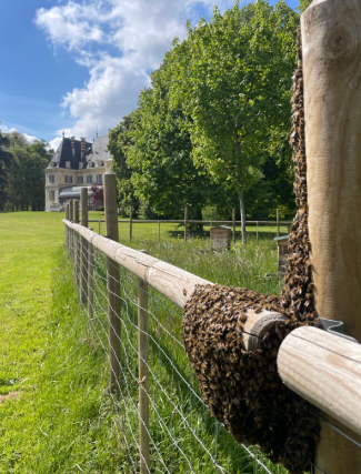 Location de ruches dans les entreprises qui souhaite valoriser une démarche RSE en Rhône Alpes API ECOLOGIE